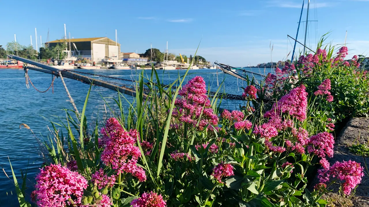 Fleurs sauvages au bord de l'embouchure de l'Hérault