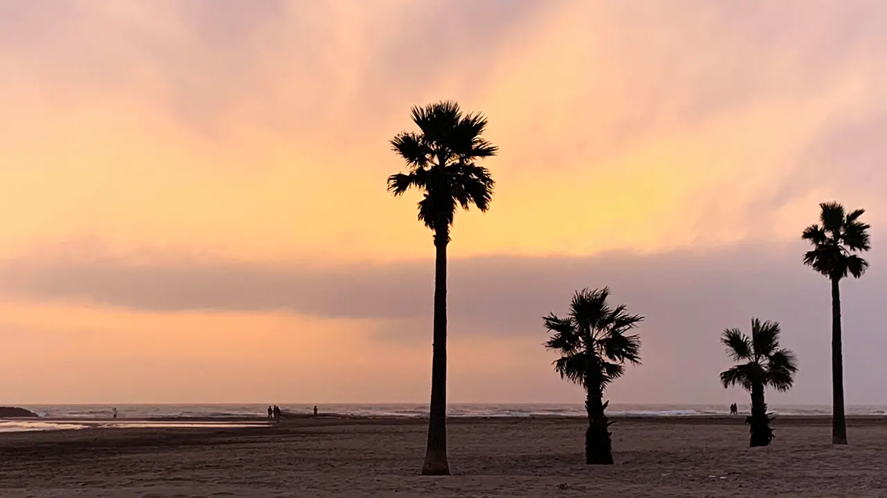 Palmiers en silhouette sur la grande plage au coucher du soleil